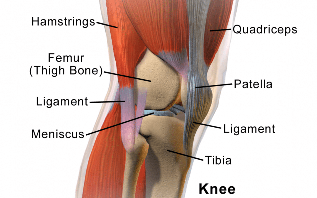 Knee Anatomy Side View